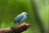 Bleu - gray Tanager - Bisschopstangare - Thraupis episcopus 