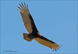 Turkey Vulture - Roodkopgier - Cathartes aura