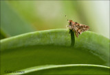 Brown Skipper