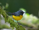 Slate-throated Redstart - Meniezanger - Myioborus miniatus