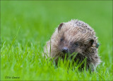 Hedgehog - Egel - Erinaceus europaeus