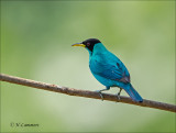 Green Honeycreeper - Groene suikervogel - Chlorophanes spiza