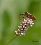 Dock leaf bug - Zuringwants - Coreus marginatus