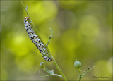 Water Betony - Helmkruidvlinder - Cucullia scrophulariae