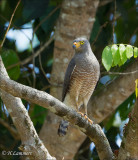 Roadsite Hawk - Wegbuizerd - Rupornis magnirostris