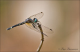  Micrathyria debilis   Dragonfly - Libel