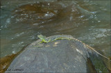 Kroonbasilisk - Green Basilisk - Basiliscus plumifrons