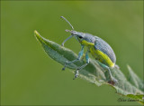 Groene distelsnuitkever - Chlorophanus viridis