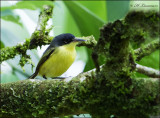 Common Tody-flycatcher - Geelbuikschoffelsnavel- Todirostrum cinereum
