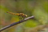 Ruddy Darter - Steenrode heidelibel - Sympetrum sanguineum