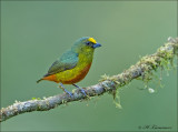 Olive-backed Euphonia - Olijfrugorganist - Euphonia gouldi