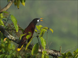 Montezuma oropendola - Psarocolius montezuma