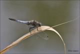  Black-tailed Skimmer - Gewone oeverlibel - Orthetrum cancellatrum