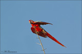 Scarlet Macaw -Geelvleugelara - Ara macao