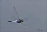 Black-tailed Skimmer - Gewone oeverlibel - Orthetrum cancellatru