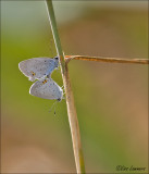 Short-tailed Blue - Staartblauwtje - Cupido argiades