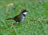 Chestnut-capped Brush-finch - Bruinkapstruikgors - Arremon brunneinucha