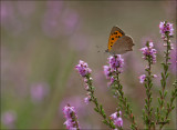 Small Copper - Kleine vuurvlinder - Lycaena phlaeas