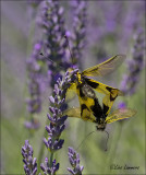 Owlfly - Vlinderhaft - Libelloides longicornus