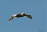 Brown Pelican - Bruine Pelikaan - Pelecanus occidentalis