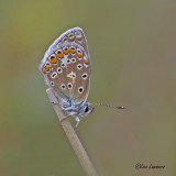 Common Blue - Icarusblauwtje - Polyommatus icarus