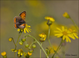 Small Copper - Kleine vuurvlinder - Lycaena phlaeas