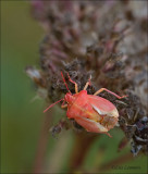 Black-shouldered Shield Bug - Knoopkruidschildwants - Carpocoris purpureipennis