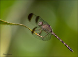 Uracis imbuta