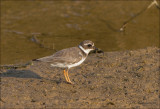 Bontbekplevier - Common Ringed Plover - Charadrius hiaticula