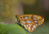  Queen of Spain Fritillary - Kleine parelmoervlinder - Issoria lathonia