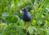 Purple Gallinule - Amerikaans purperhoen - Porphyrio martinicus