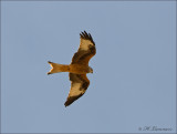 Red Kite - Rode Wouw - Milvus milvus