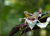 Baltimore oriole female - Baltimoretroepiaal - Icterus galbula