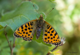 Queen of Spain Fritillary - Kleine parelmoervlinder - Issoria lathonia