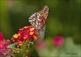 A pretty colourful local butterfly in sunny day