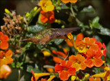 female magenta throated woodstar - Costaricaanse boself - Calliphlox bryantae