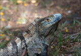 Black Spiny-tailed Iguana - Witzwarte grondleguaan - Ctenosaura similis