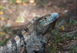 Black Spiny-tailed Iguana - Witzwarte grondleguaan -  Ctenosaura similis