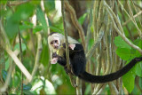 White-headed capuchin - Witschouderkapucijnaap - Cebus capucinus