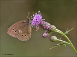 Ringlet - Koevinkje - Aphantopus hyperantus