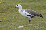 Caiqun (macho de pecho blanco)