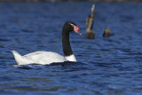 Cisne de cuello negro