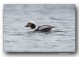 Longue queue-Long-tailed duck