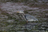 _D7X4190_DxO