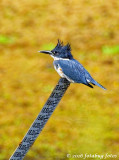 The Kingfisher Measures Up on My Scale!