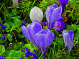 Harbinger of Spring!
