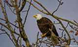 Bald Eagle at Delta Ponds