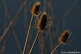 Teasel and Reeds