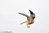 American Kestrel