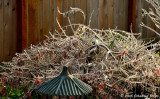 Backyard bush in the December ice storm
